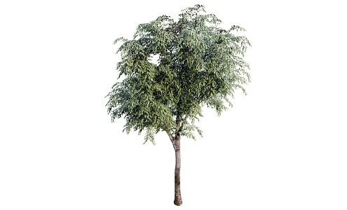 Sapling in Modern Tree 3d model