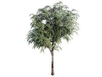 Sapling in Modern Tree 3d model