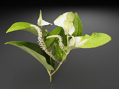 Green Plant With White Flower Spikes And Lush Green Leaves On Stem 3d model