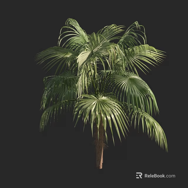 Lush Green Palm Tree With Broad Fronds And Tall Trunk In Tropical Garden 3d model 