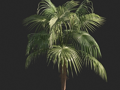 tropical tree plant palm tree 3d model