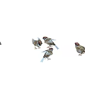 Multiple Sparrows in Various Flying and Standing Poses Showing Natural Bird Movements