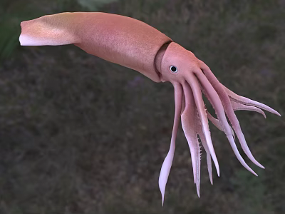 Pink Squid With Long Tentacles And Streamlined Body In Aquatic Habitat 3d model
