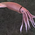 Pink Squid With Long Tentacles And Streamlined Body In Aquatic Habitat