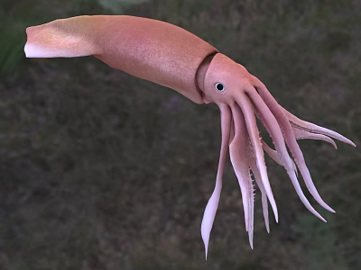 Pink Squid With Long Tentacles And Streamlined Body In Aquatic Habitat 3d model