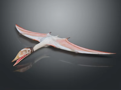 Pterosaur Skeleton Model With Spread Wings Long Beak On Dark Background Showing Reflection 3d model