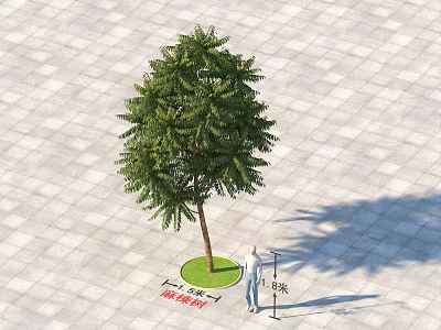 Lush Green Arbor With Measured Height And Crown Width On Square Tiled Pavement Near Person 3d model