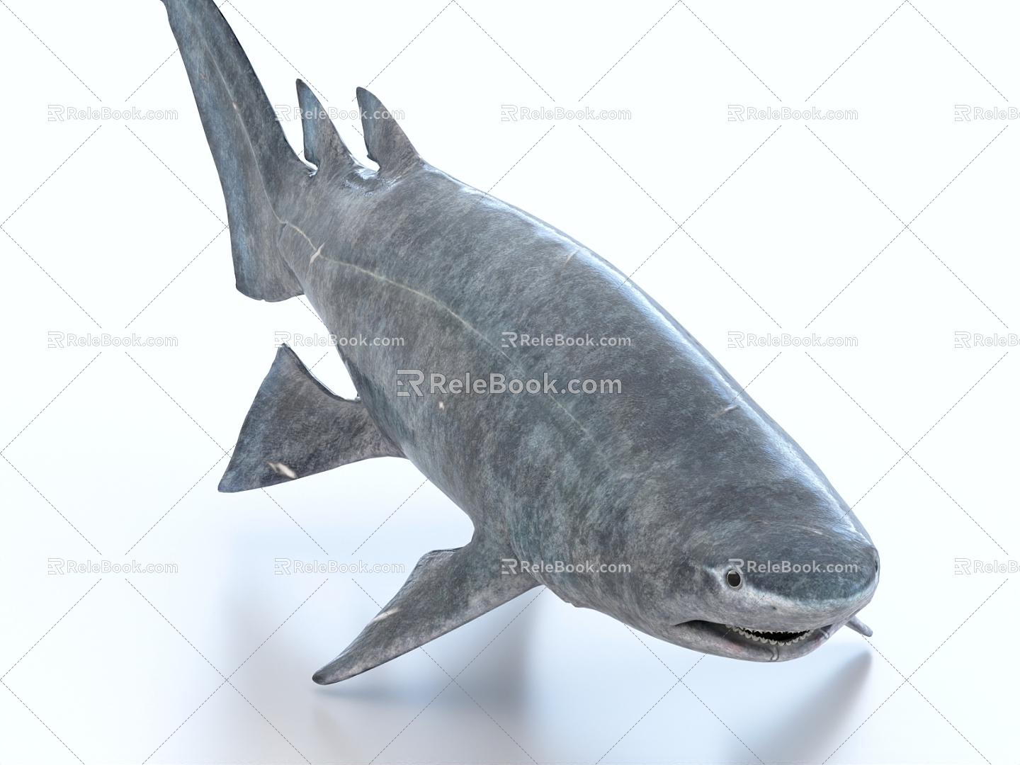 Spinous Shark 3d model