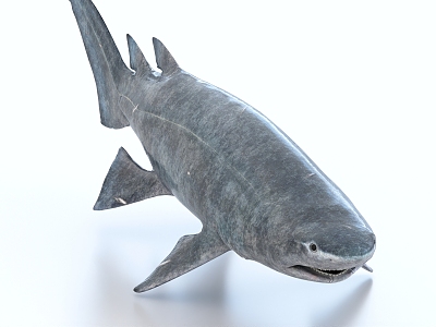 Spinous Shark 3d model