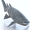 Spinous Shark 3d model