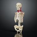 Clear Human Skeleton Model Displaying Bone Organ Anatomical Structure Details 3d model
