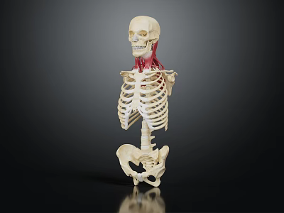 Clear Human Skeleton Model Displaying Bone Organ Anatomical Structure Details 3d model