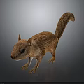 Realistic 3D Squirrel Model With Brown Fur Bushy Tail Standing On Gray Reflective Surface