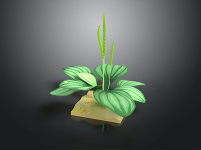 Green Plant with Large White Striped Leaves on Square Light Brown Base Against Dark Background 3d model