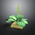 Green Plant with Large White Striped Leaves on Square Light Brown Base Against Dark Background