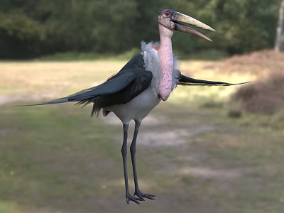 Majestic Flying Bird With Black White Feathers Open Wings Long Beak In Natural Grassland 3d model