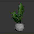Green Leafy Plant In Light Gray Concrete Pot On Smooth Reflective Surface