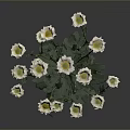 Tall Single Plant With Green Stem White Flowers And Lush Green Leaves
