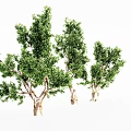 Several Arbor Trees With Lush Green Foliage And Brown Trunks 3d model