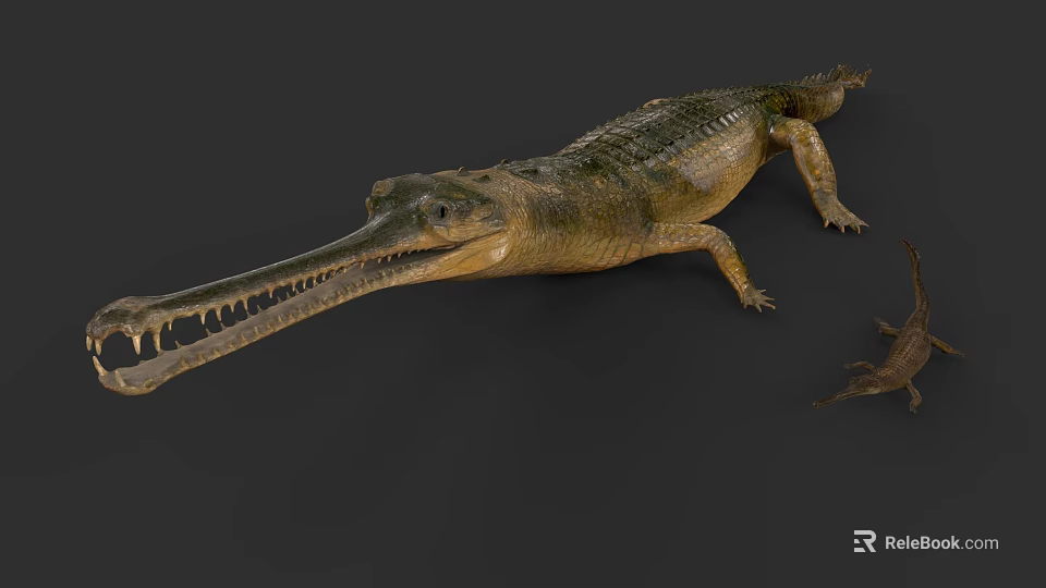 Detailed Gharial Reptile Displaying Long Snout And Textured Green Yellow Scales 3d model 
