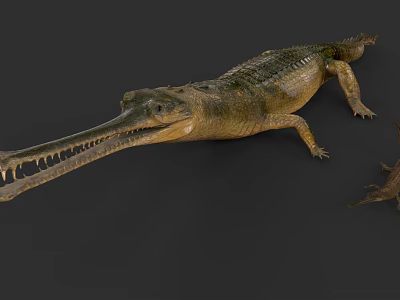Detailed Gharial Reptile Displaying Long Snout And Textured Green Yellow Scales 3d model