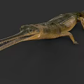 Detailed Gharial Reptile Displaying Long Snout And Textured Green Yellow Scales