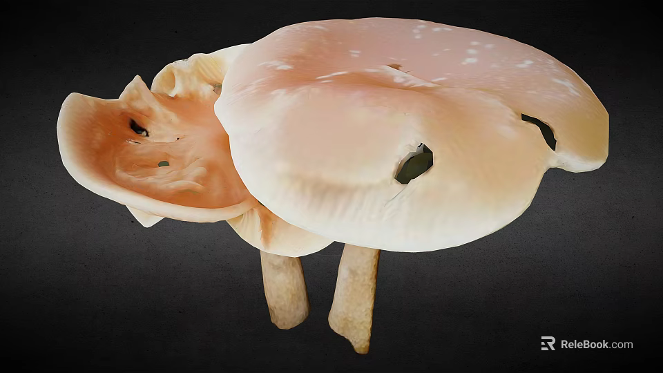 Edible Light Pink and White Mushrooms with Fresh Caps and Stems on Black Background 3d model 