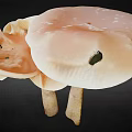 Edible Light Pink and White Mushrooms with Fresh Caps and Stems on Black Background