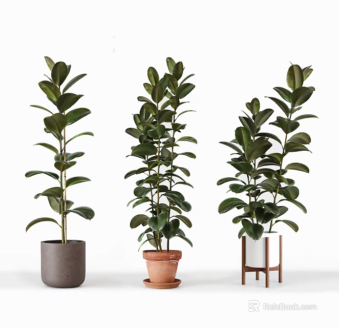 Three Tall Potted Green Leaf Plants with Different Planters for Indoor Decor 3d model 