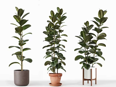 Three Tall Potted Green Leaf Plants with Different Planters for Indoor Decor 3d model