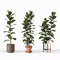 Three Tall Potted Green Leaf Plants with Different Planters for Indoor Decor