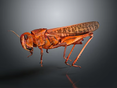Reddish Brown Locust with Textured Wings Long Legs and Antennae on Dark Background 3d model