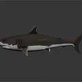 Detailed Shark 3D Model with Realistic Features and Smooth Texture on Dark Background 3d model