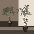 Elegant Bonsai Plants with Unique Leaves in Black Pots on Light Countertop with Sunlight