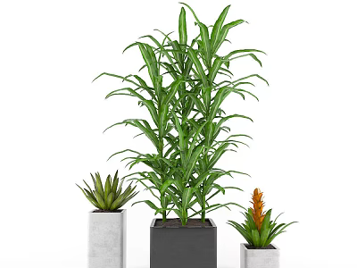 Potted Bonsai Plants With Green Leaves And Different Size Pots In Gray Black White 3d model