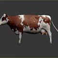 Brown And White Cow Standing On Dark Background With Natural Color Pattern