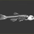 Detailed Fish Skeleton Structure With Complete Bone Remains On Dark Reflective Surface 3d model