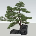 Graceful Pine Tree With Lush Green Foliage And Black Rocks