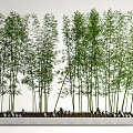 Tall Bamboo in Rectangular Stone Planter with Lush Green Leaves and Small Stones at Base