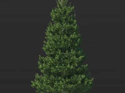 Evergreen Arbor Tree with Dense Lush Green Foliage and Tall Upright Growth Structure 3d model