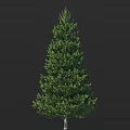 Evergreen Arbor Tree with Dense Lush Green Foliage and Tall Upright Growth Structure