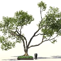 Large Shade Tree With Lush Green Foliage And Two People Near Flower Bed