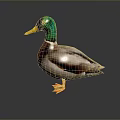 Colorful Duck With Green Head Yellow Beak And Orange Feet On Gray Background