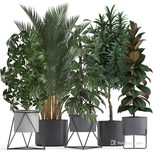 Indoor Potted Plants With Various Tropical Foliage In Modern Stylish Planters 3d model 