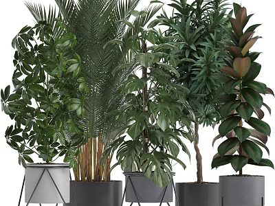 Indoor Potted Plants With Various Tropical Foliage In Modern Stylish Planters 3d model