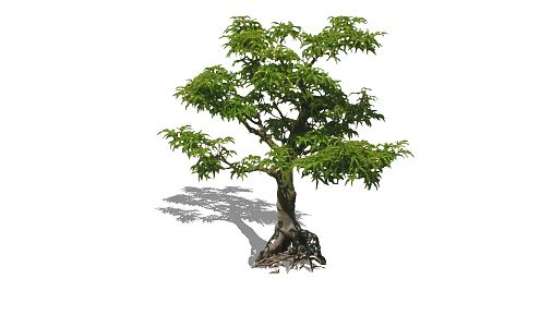 modern tree green planting 3d model