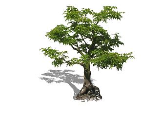 modern tree green planting 3d model