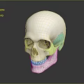 Human Skull Anatomical Model White With Green Highlighted Bone Organ Regions For Medical Study