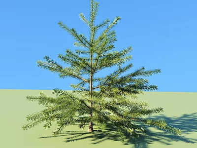 Tall Green Needle Arbor With Branches And Shadow On Green Ground Against Blue Sky 3d model