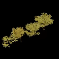 Fraxinus Excelsior European Ash Trees With Yellow And Green Seasonal Foliage